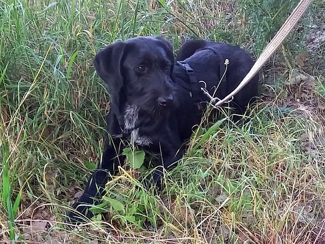 Schnauzer Mix Junghündin "Johanna"