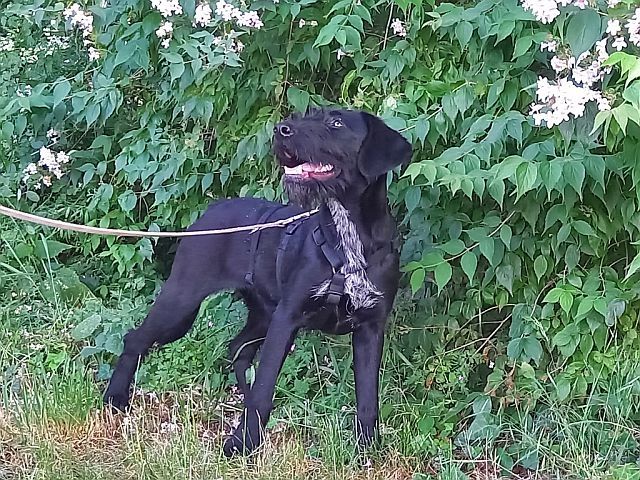 Schnauzer Mix Junghündin "Johanna"