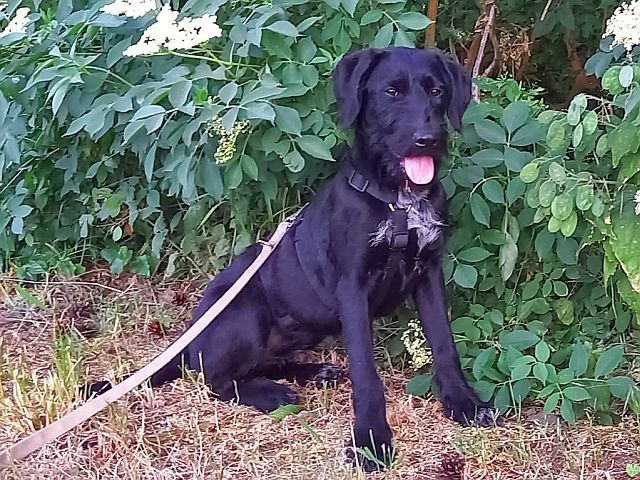 Schnauzer Mix Junghündin "Johanna"