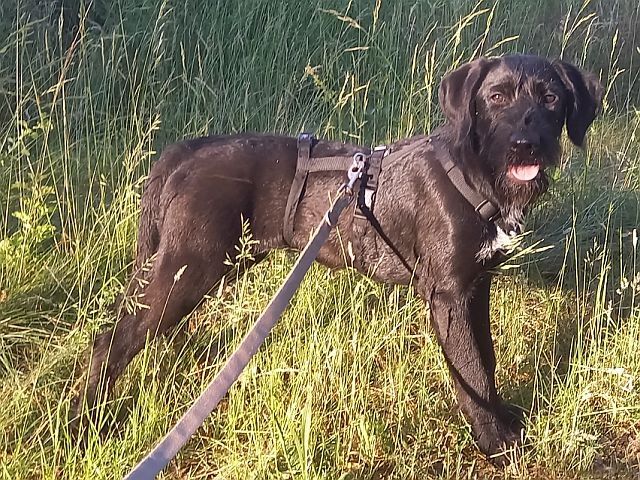 Schnauzer Mix Junghündin "Johanna"