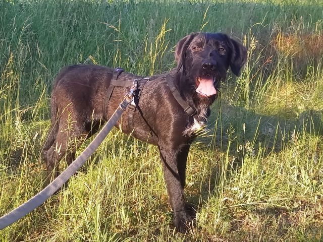 Schnauzer Mix Junghündin "Johanna"