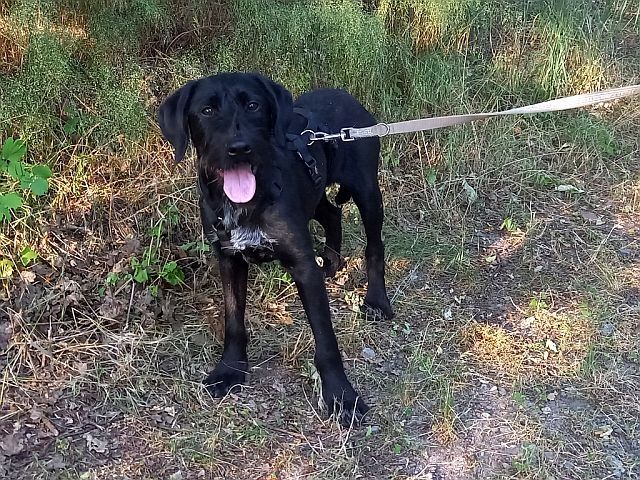 Schnauzer Mix Junghündin "Johanna"