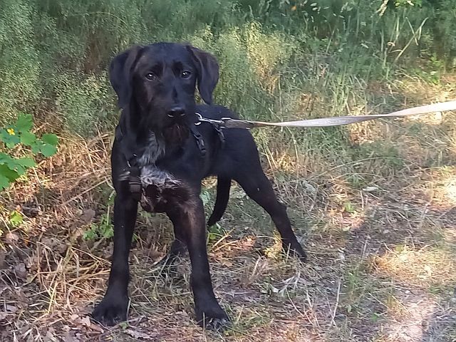 Schnauzer Mix Junghündin "Johanna"