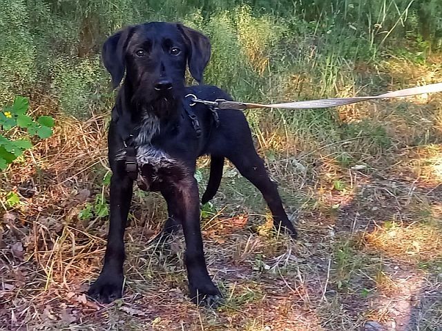 Schnauzer Mix Junghündin "Johanna"