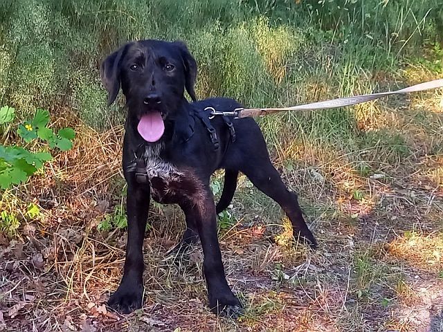 Schnauzer Mix Junghündin "Johanna"