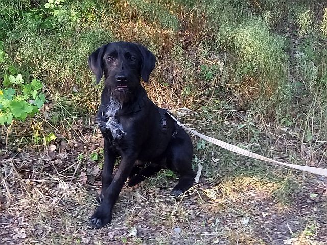 Schnauzer Mix Junghündin "Johanna"