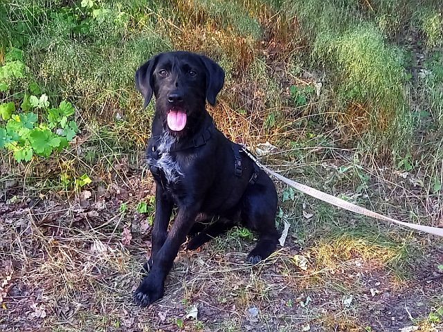 Schnauzer Mix Junghündin "Johanna"