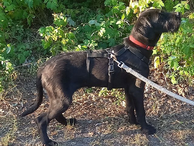 Schnauzer Mix Junghündin "Louise"