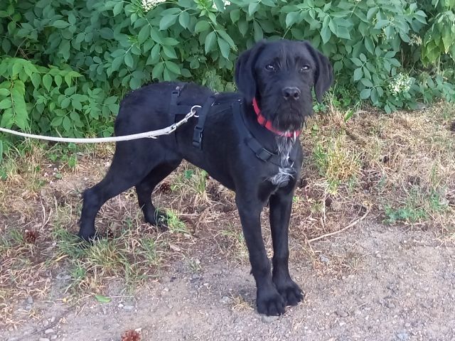 Schnauzer Mix Junghündin "Louise"