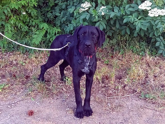 Schnauzer Mix Junghündin "Louise"