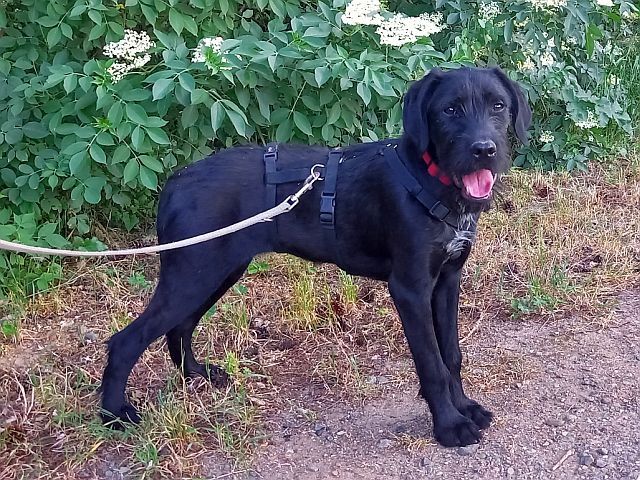 Schnauzer Mix Junghündin "Louise"