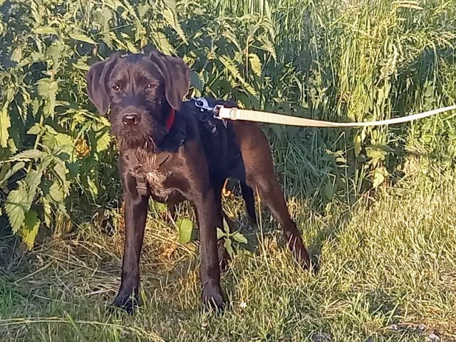 Schnauzer Mix Junghündin "Louise"
