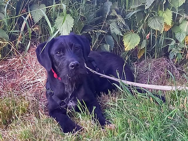 Schnauzer Mix Junghündin "Louise"