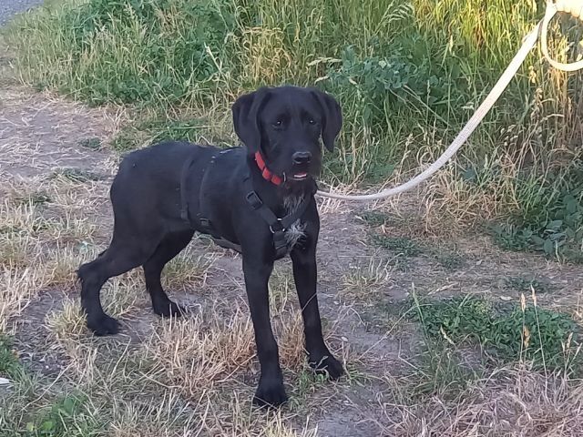 Schnauzer Mix Junghündin "Louise"