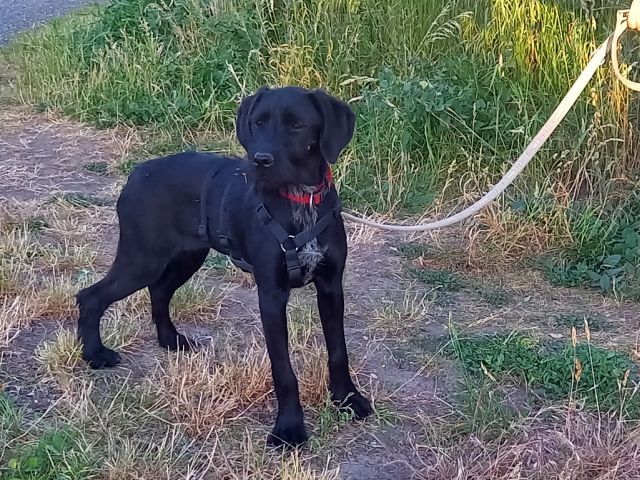 Schnauzer Mix Junghündin "Louise"