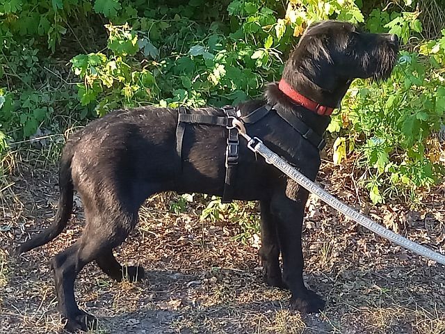 Schnauzer Mix Junghündin "Louise"