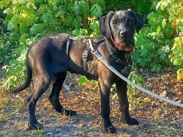 Schnauzer Mix Junghündin "Louise"