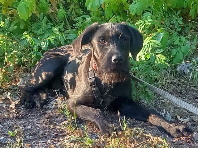 Schnauzer Mix Junghündin "Louise"
