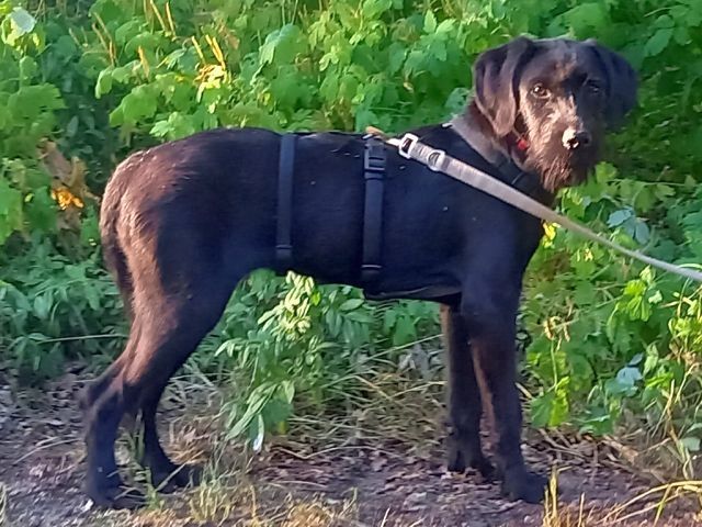 Schnauzer Mix Junghündin "Louise"
