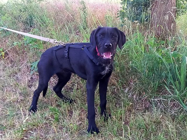 Schnauzer Mix Junghündin "Louise"
