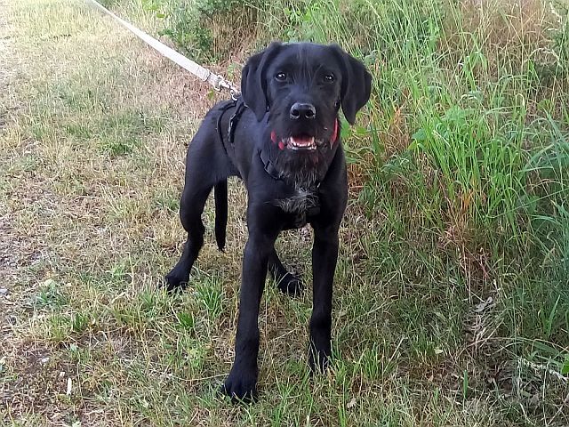 Schnauzer Mix Junghündin "Louise"