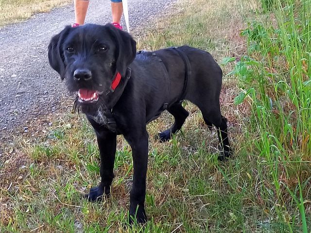 Schnauzer Mix Junghündin "Louise"