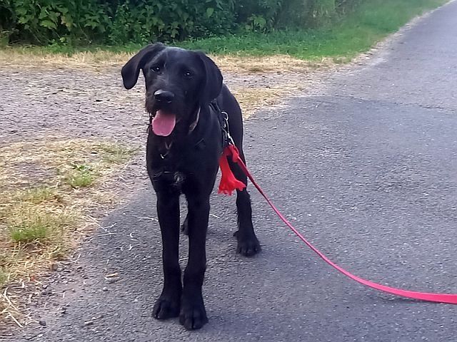 Schnauzer Mix Junghund Rüde "Mirco" Schnauzer Mix Junghund Rüde "Mirco"