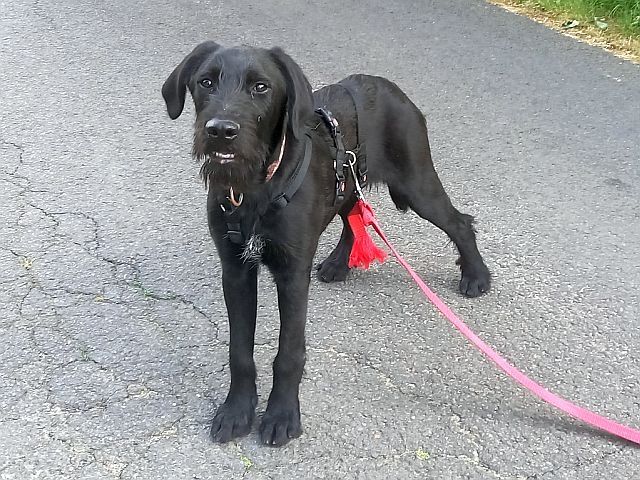 Schnauzer Mix Junghund Rüde "Mirco" Schnauzer Mix Junghund Rüde "Mirco"