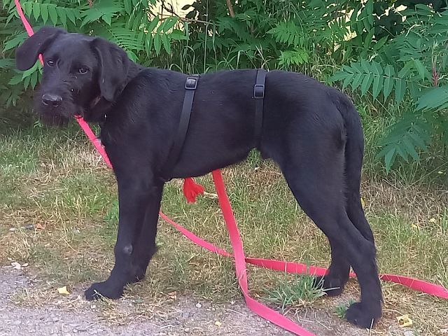 Schnauzer Mix Junghund Rüde "Mirco" Schnauzer Mix Junghund Rüde "Mirco"
