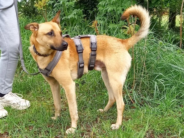 Schäferhund-Terrier-Mix Rüde "Murphy"