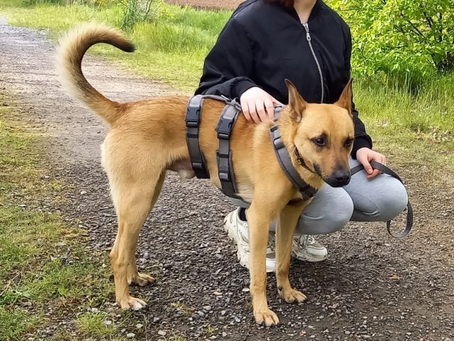 Schäferhund-Terrier-Mix Rüde "Murphy"