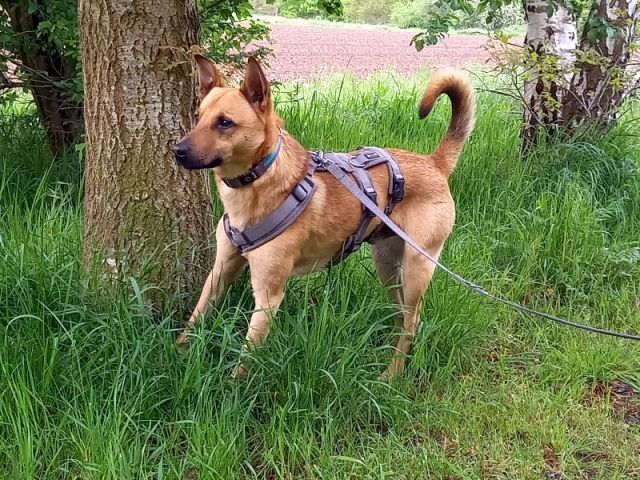 Schäferhund-Terrier-Mix Rüde "Murphy"