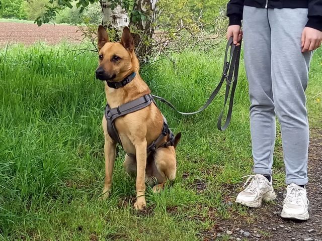 Schäferhund-Terrier-Mix Rüde "Murphy"