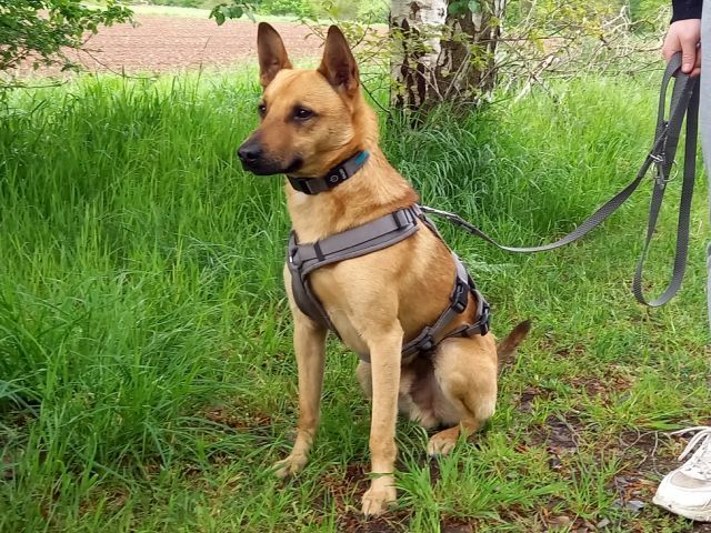 Schäferhund-Terrier-Mix Rüde "Murphy"