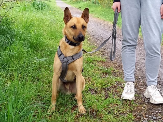 Schäferhund-Terrier-Mix Rüde "Murphy"