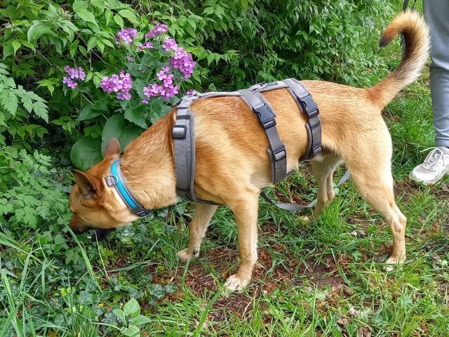 Schäferhund-Terrier-Mix Rüde "Murphy"