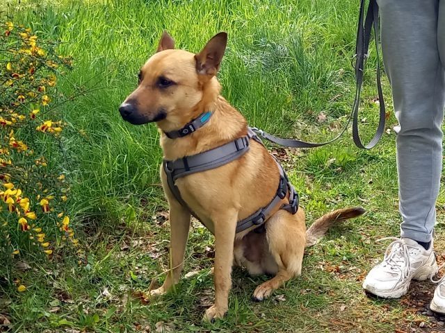 Schäferhund-Terrier-Mix Rüde "Murphy"