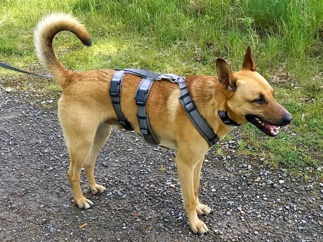 Schäferhund-Terrier-Mix Rüde "Murphy"