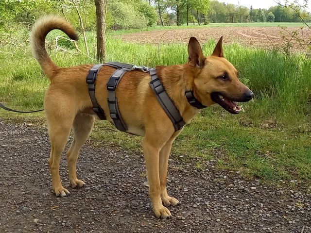 Schäferhund-Terrier-Mix Rüde "Murphy"