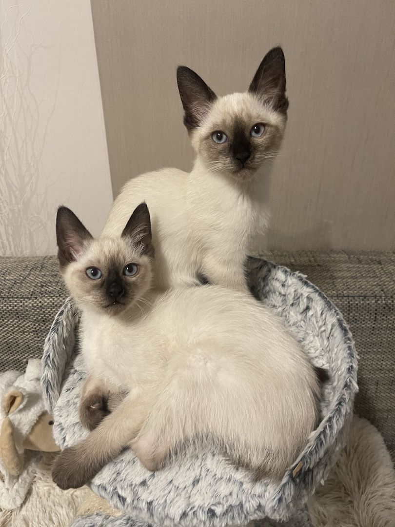 Kitten Siam/Balinese