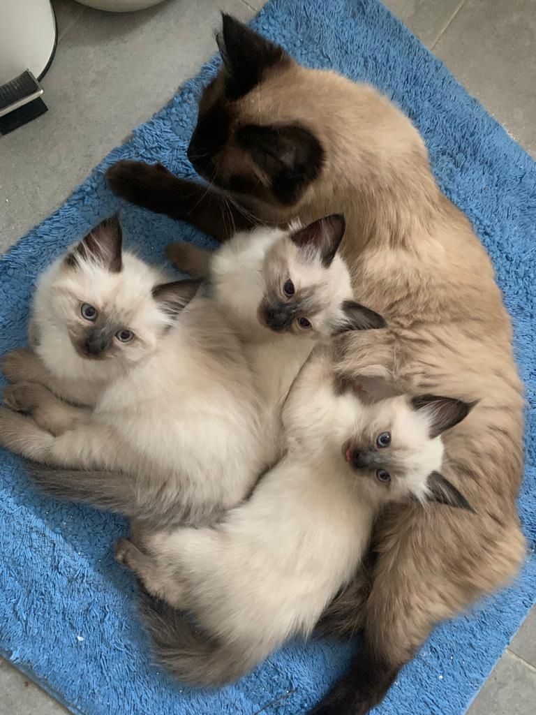 Kitten Siam/Balinese