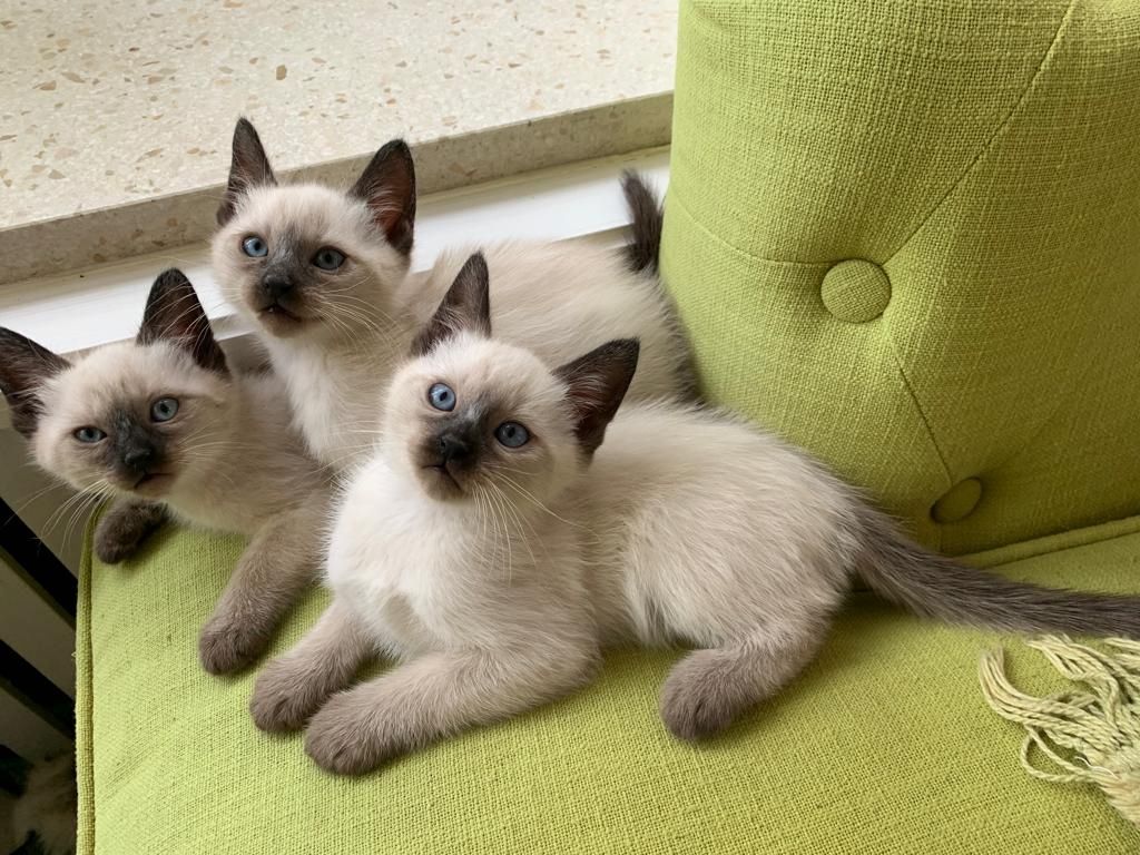 Kitten Siam/Balinese