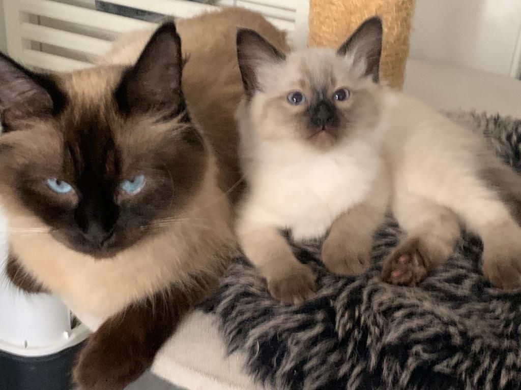 Kitten Siam/Balinese