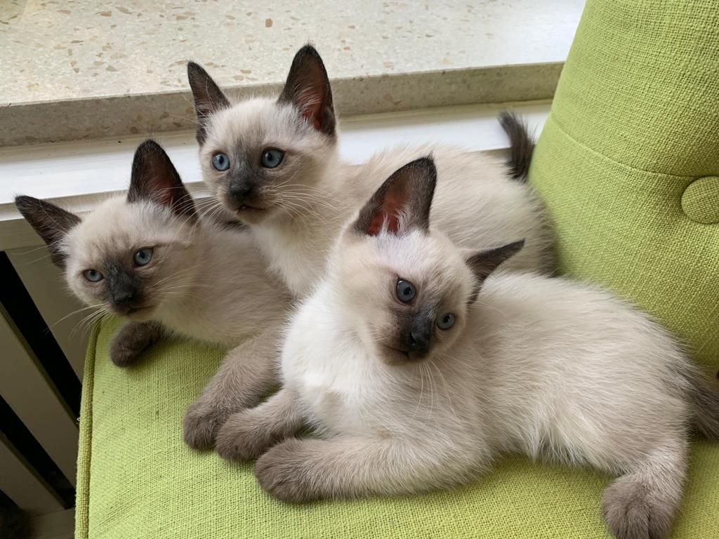 Kitten Siam/Balinese
