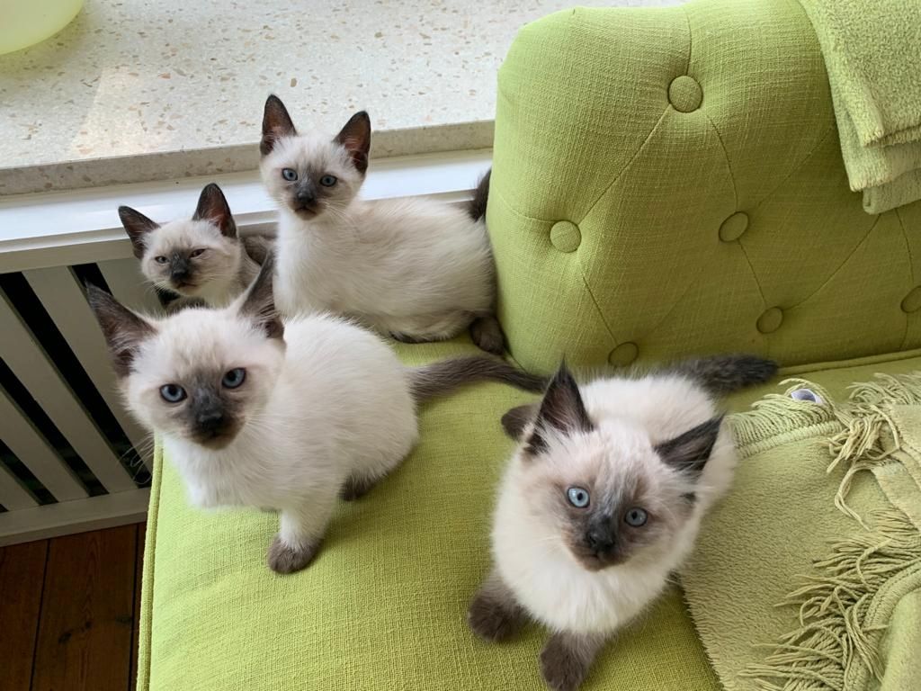 Kitten Siam/Balinese