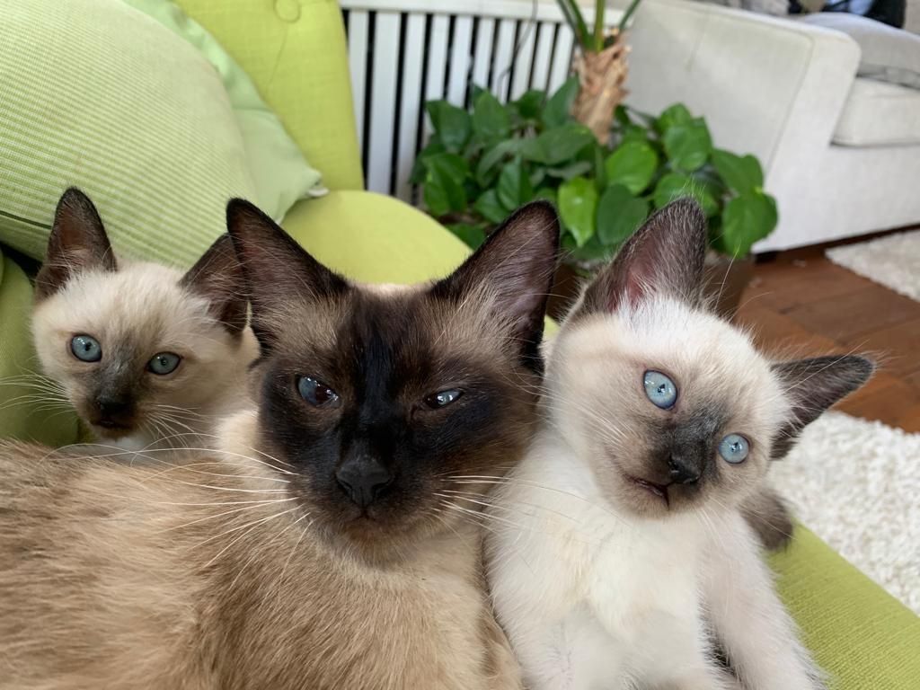 Kitten Siam/Balinese