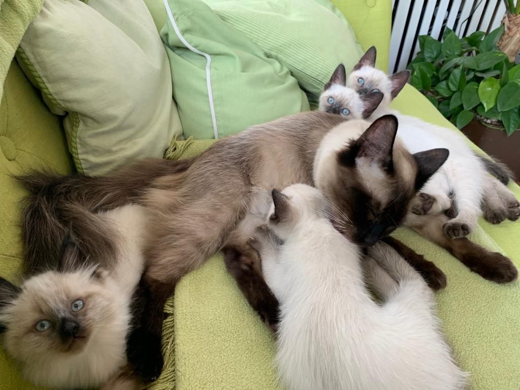 Kitten Siam/Balinese