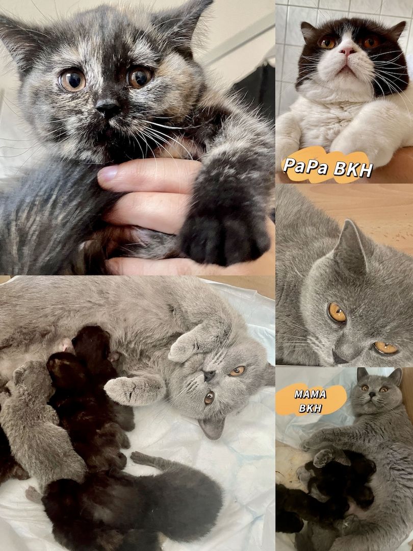 Bkh Kitten, mit 1 mal Impfung