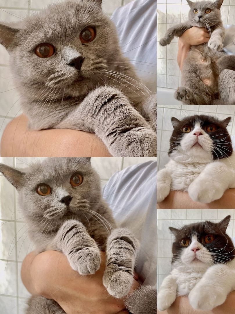 Bkh Kitten, mit 1 mal Impfung