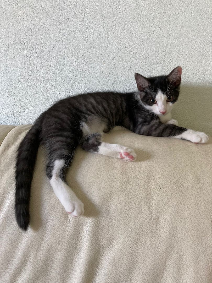 Katzenbaby suchen ein neues Zuhause